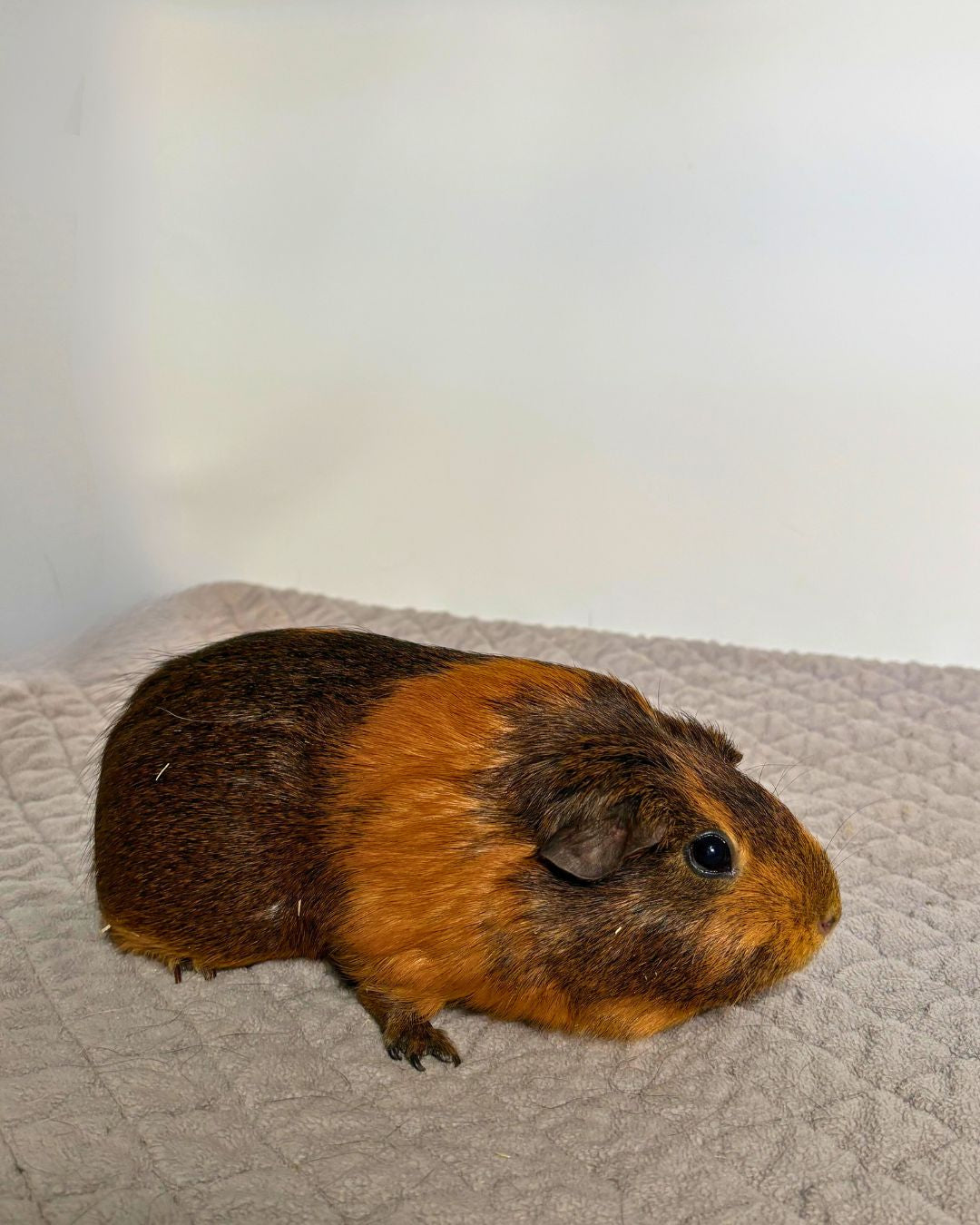 Princess Peach & Brownie