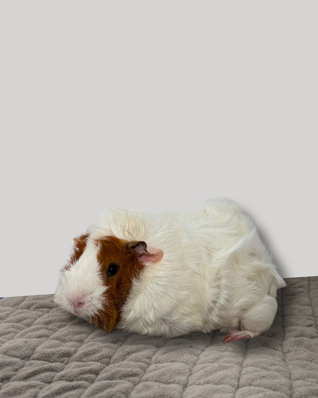 Ella, Maxine, & Cece