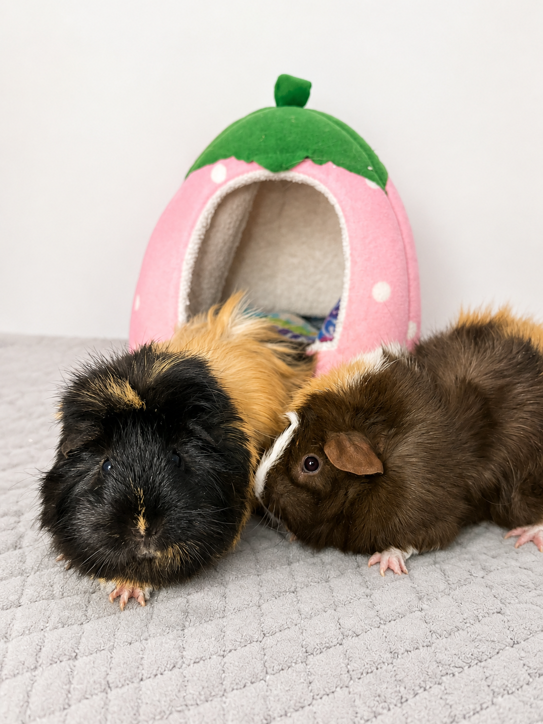Nella & Peanut