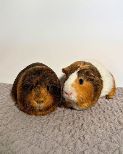 Princess Peach & Brownie