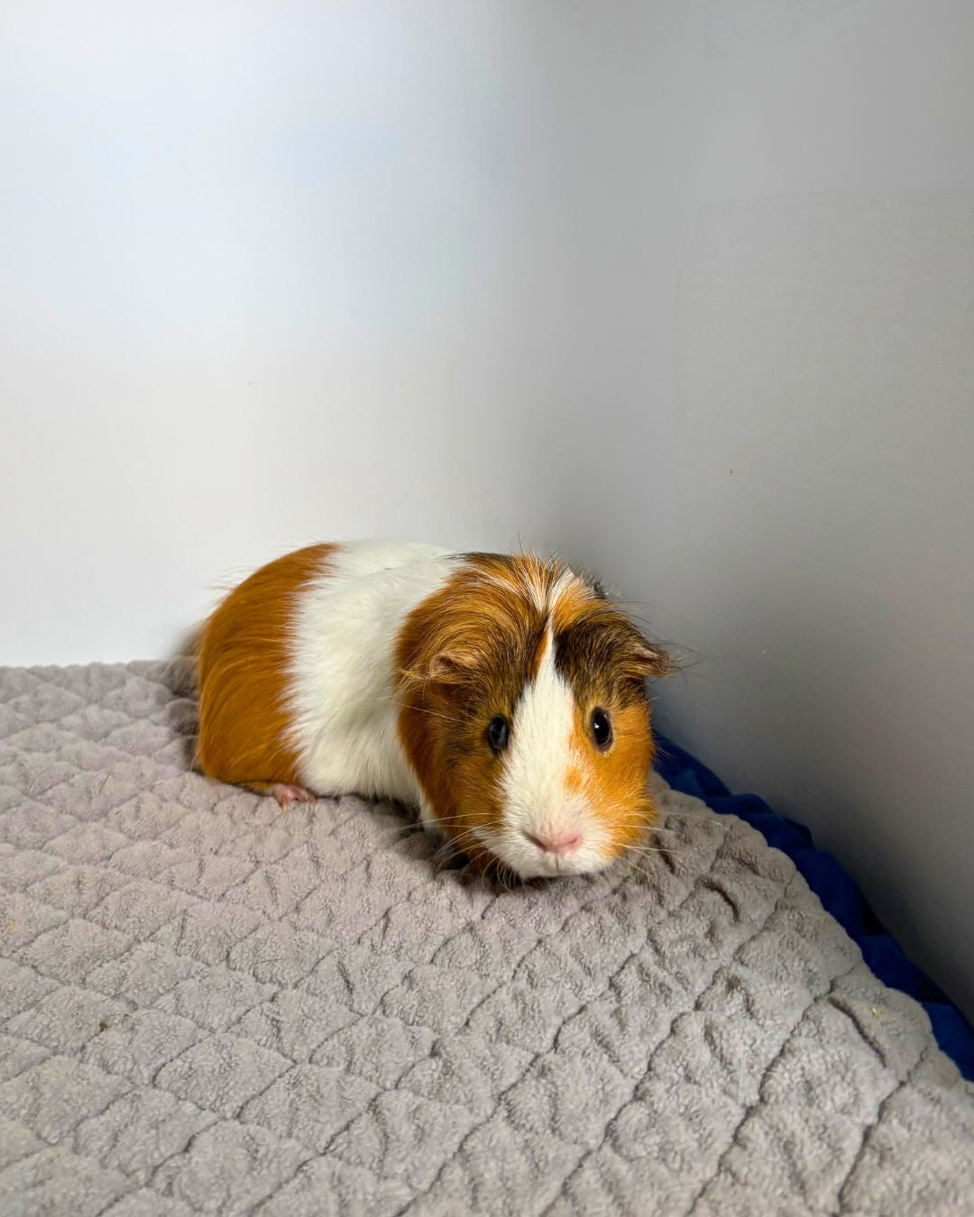 Princess Peach & Brownie