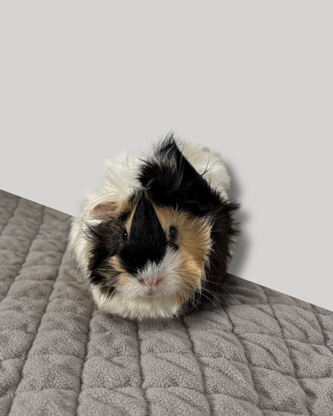 Ella, Maxine, & Cece