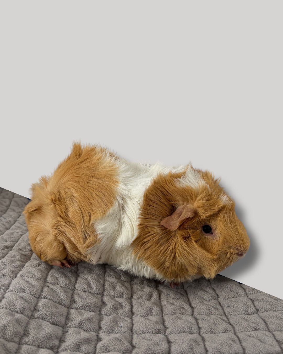 Ella, Maxine, & Cece