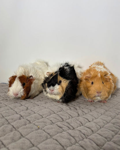 Ella, Maxine, & Cece