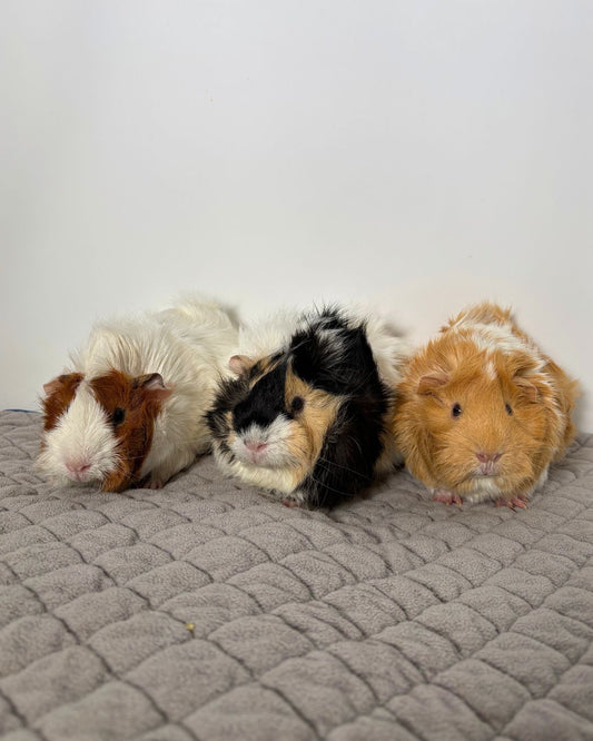 Ella, Maxine, & Cece