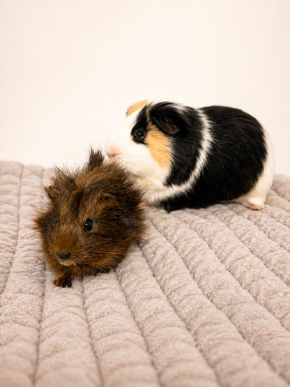 Caramel and Camper