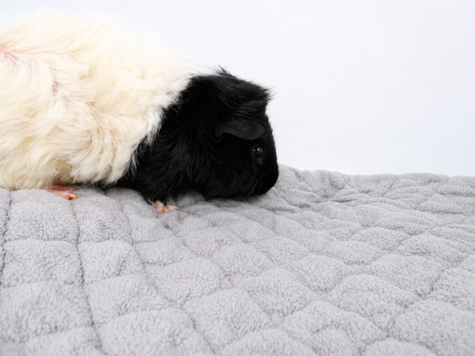 Miss. Oreo & Miss. Cookie