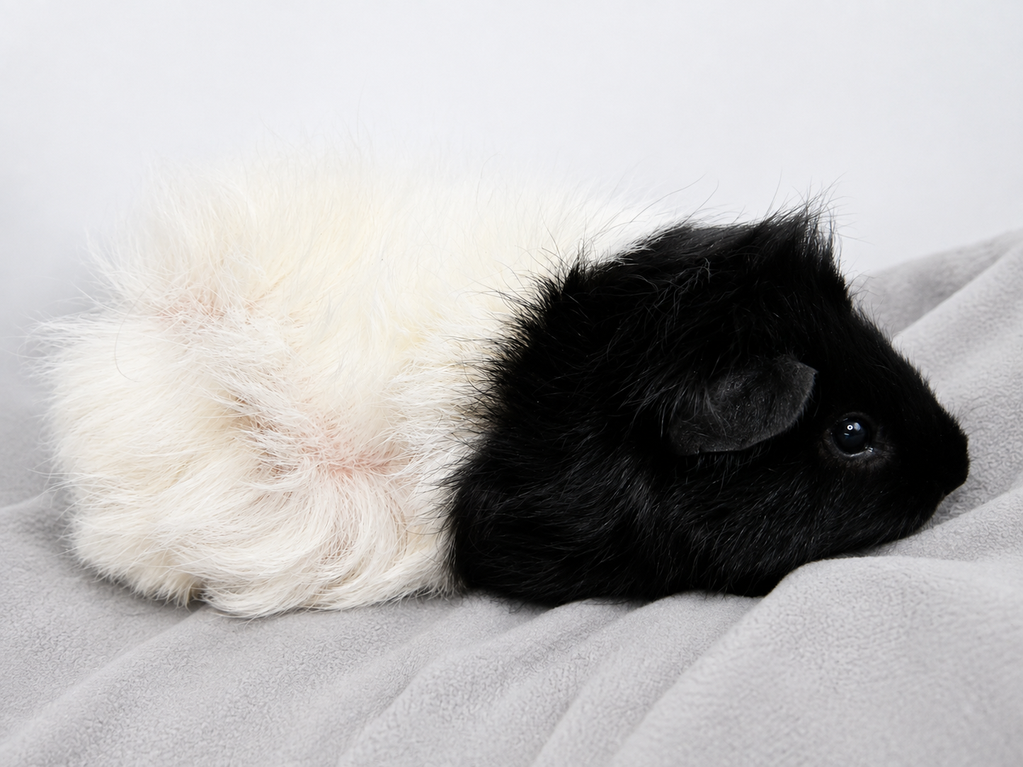 Miss. Oreo & Miss. Cookie