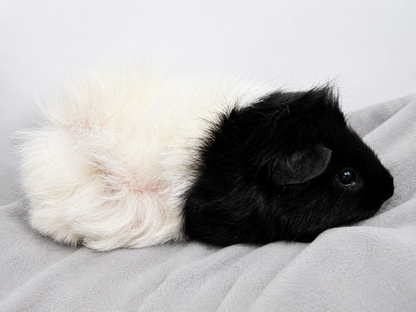 Miss. Oreo & Miss. Cookie