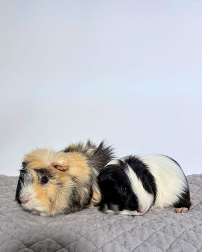 Chompy & Weeky