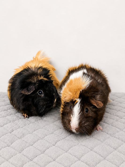 Nella & Peanut