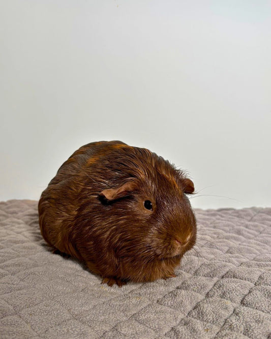Peanut