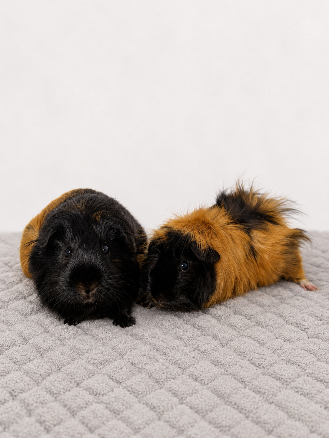 Raccoon & Pipa