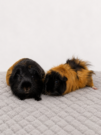 Raccoon & Pipa