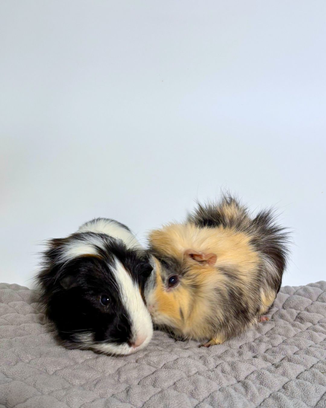 Chompy & Weeky