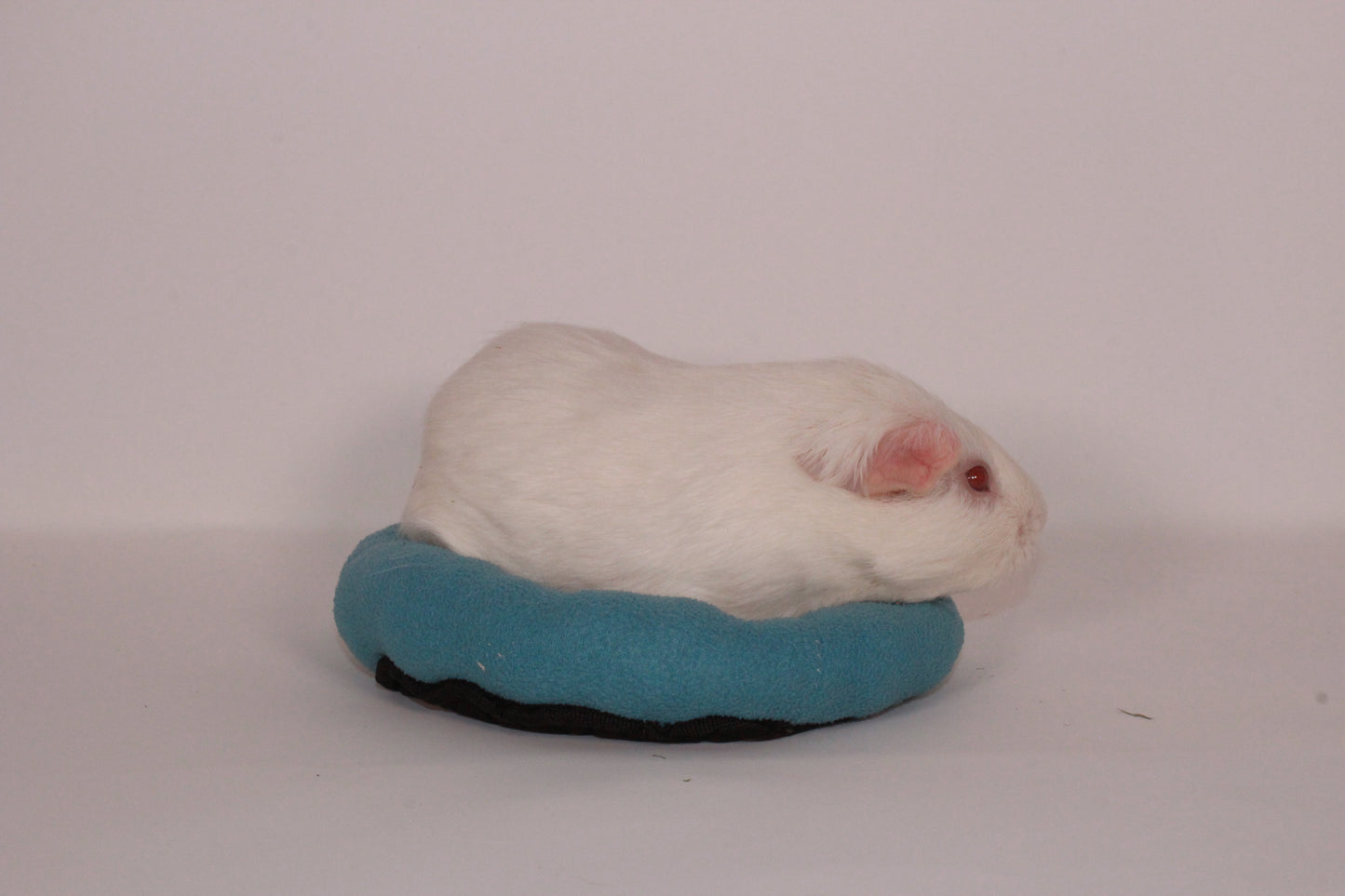 Bean